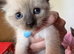 1 Siamese girl left chocolate point