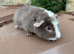 Baby guinea pigs ready now