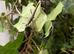 Sunny ( Sungaya ) stick insects
