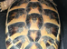 Extra large Hermann tortoise