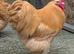 Large Fowl Buff Orpington Hatching Eggs X 6