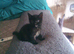 Little girl kitten