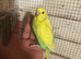 Baby budgies for sale  &pound;40 each collection mk404nn