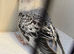 Baby Budgies 12-16 Wks Old