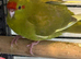 2 Baby Kakarikis
