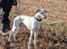 Saluki x lurcher