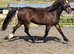 2yrs Welsh d to make 14.1/2h