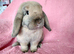 Mini lop girls for sale