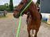 Boston &ndash; Approx. 16.3&ndash;17hh, 5yo Thoroughbred Gelding