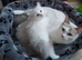 RAGDOLLS BICOLOUR BOY BLUE EYES READY NOW