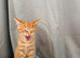 1/4 Bengal Fluffy Ginger Male Kitten