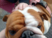 Stunning 4 year old English bulldog
