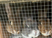 Female, neutered Rex x lop