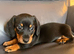 Mini Dachshund