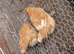 Buff orpington