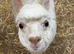 Male cria