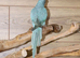 Baby Blue Ring Neck Talking Parrots,2