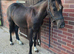 Very Flashy Welsh C Gelding