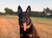 Working Line German Shepherd