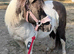 Beautiful fully registered 40&rdquo; mare