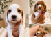 Cocker Pups Ready 28/08/26