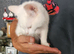 Beautiful 12 week old white male kitten