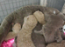 Ready now, gccf Active British Shorthair blue and lilac