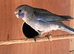 Young blue cinnamon pennant