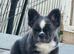exotic Blue and tan panda frenchy