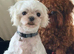 Korean malteze girl verry small4 year old
