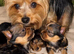 Miniture yorkshire terrier