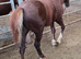 Registered Welsh Sec  C colt foal