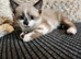 2 beautiful kittens