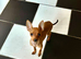 MINIATURE PINSCHER