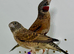 Beautiful pair of Cut-throat finches for sale