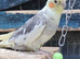 Cockatiels for sale