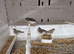 Young zebra finches