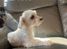 One year old Maltese