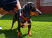 Miniature dachshund