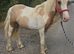 Stunning palomino and white san cler bred