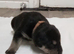Puppies boy and girls for sale staff x German shepherd x lab