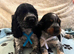 Stunning show type cocker spaniel puppies