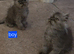Beautiful Silver Persians. 1 boy 2 girls left - Ready Now