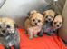 Adorable Pomapoo Puppies &ndash; 8 Weeks Old & Ready for Their Forever homes