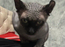 SPHYNX MALE FOR REHOMING