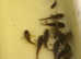 Various species of Corydoras. Adult breeding pairs. Corydoras paleatus fry 2-2,5  cm in size-&pound;3.