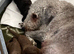Bedlington terrier pups