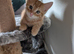 Maine coon mix