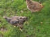 Chicken for sale