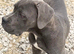 LUNA FEMALE CANE CORSO 5MONTHS